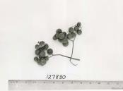 Click for 1 image(s) for this accession. FRUIT